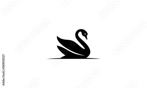 black swan vector