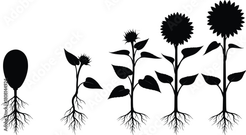 Sunflower growth stages silhouette vector illustration with roots, botanical life cycle diagram for education, biology, gardening, farming, printable infographic, and natural science design