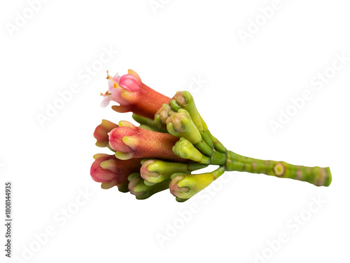 Clove flower buds, pink flowers against clear background