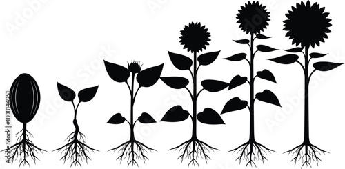 Sunflower growth stages silhouette vector illustration showing seed to full bloom lifecycle, educational botanical design for teaching, gardening, biology, 