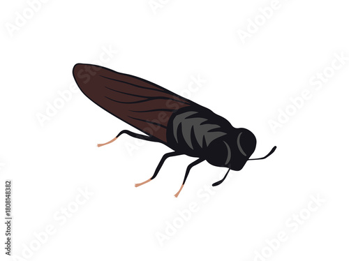 Hand Drawn Hermetia Illucens Illustration
