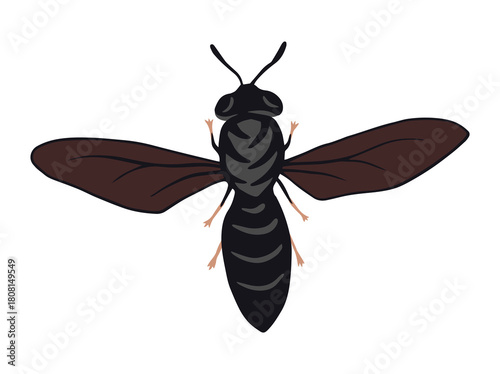 Black Soldier Fly Maggot Bsf Production