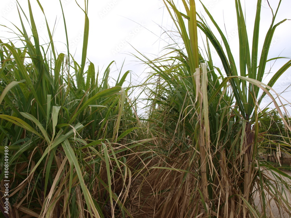 Obraz premium 沖縄のサトウキビ畑の風景