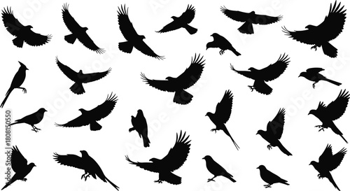Silhouette vector illustration of various flying and perched birds in different poses, ideal for nature artwork, wildlife concepts, freedom themes, graphic design elements, and creative projects