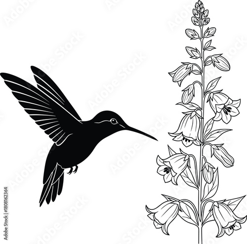 “Elegant hummingbird silhouette hovering beside detailed bellflower botanical illustration, minimalist black and white nature vector artwork ideal for floral design,