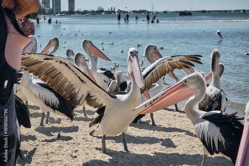 pelicans gathering near coastal water in labrador beach