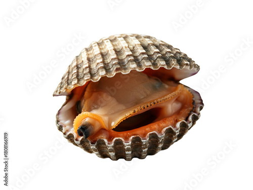 Fresh raw blood cockle with its shell open, showing the edible meat of the mollusc, isolated on a clean white background