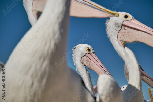 pelicans gathering near coastal water in labrador beach