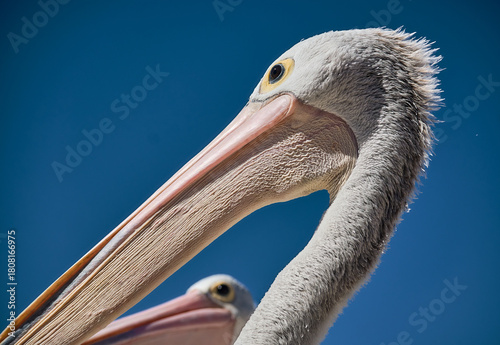 pelicans gathering near coastal water in labrador beach