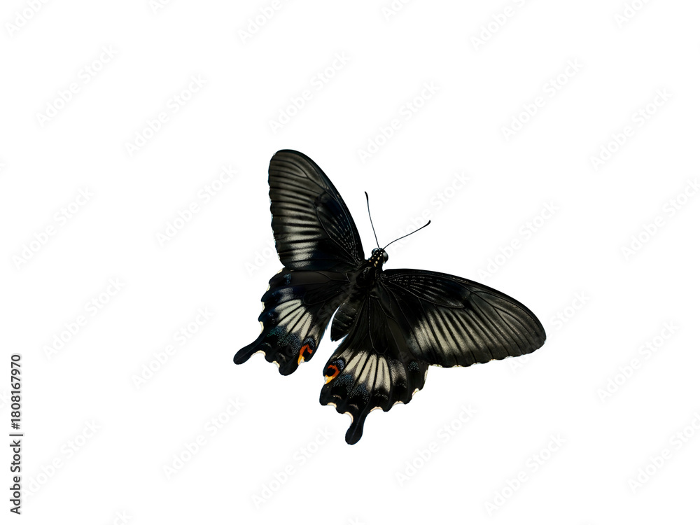 Fototapeta premium An elegant black swallowtail butterfly spreading its wings to reveal detailed patterns and colorful spots, isolated on a clean white background