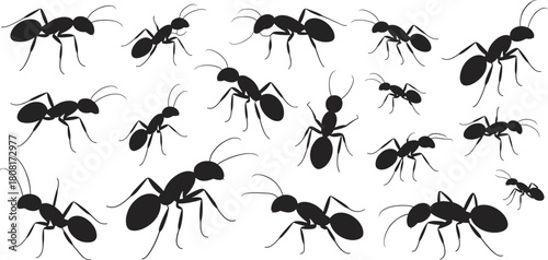 Ant silhouette collection, insect vector set, black ant shapes, entomology illustration, crawling ant icons, pest control design, nature clipart