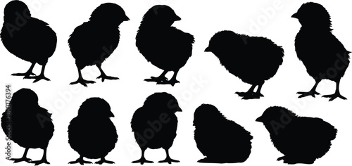 Baby chick silhouette vector illustration set, cute little chickens standing and sitting poses, poultry farm animals, spring newborn birds design element collection
