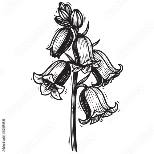 Black and white sketch illustration of bluebell flowers