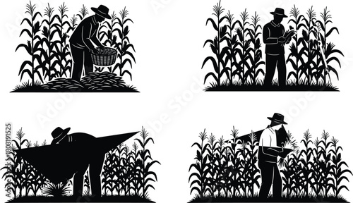 Set of silhouette farmers working in cornfield, agricultural workers harvesting maize crops, vector illustration isolated on white background, farming design concept.