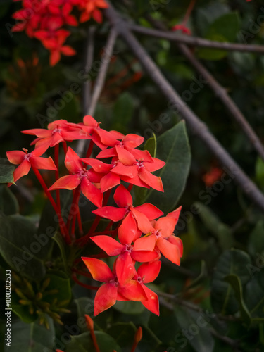A vibrant dense, rounded cluster of brilliant red lxora or flame of the woods flowers against a lush, green foliage with blurred background.