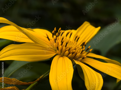 A single, large striking yellow Sunflower with ray petals. the bright petals are contrast with the dark, shadowed green foliage in the  background.