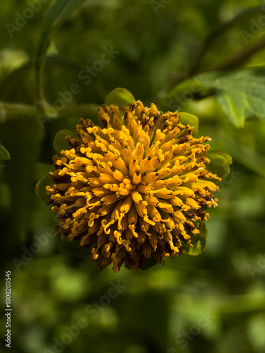 Close up, intricate detail of flower head of Sunflower against a softly blurred background of green foliage.