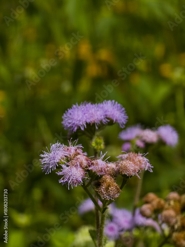 Small, vibrant clusters of lavender flowers with fluffy texture, set against a blurred, lush green back