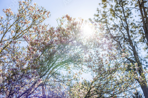 Cherry blossoms in sunlight, spring bloom, spring scenery, scene of early March April May