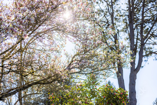Cherry blossoms in sunlight, spring bloom, spring scenery, scene of early March April May