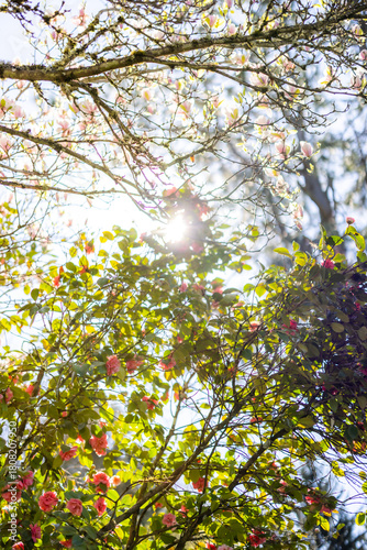 Cherry blossoms in sunlight, spring bloom, spring scenery, scene of early March April May
