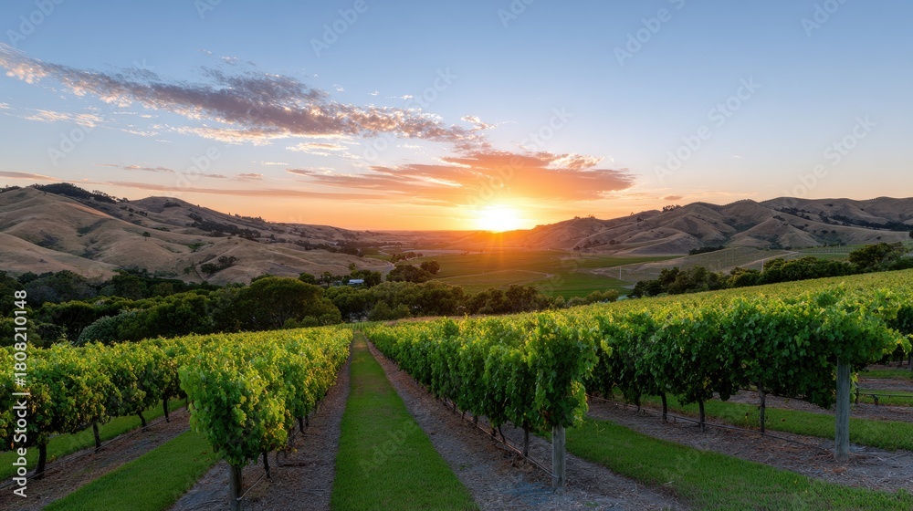 Naklejka premium Scenic Vineyard Landscape at Sunset with Lush Green Grapevines in Serene Countryside Hills and Vibrant Sky Overlooking Rolling Terrain