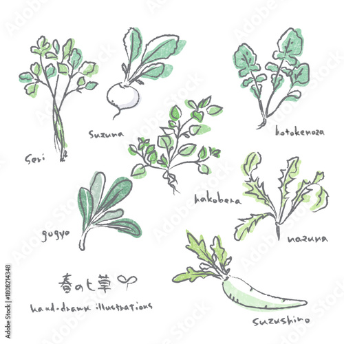 春の七草イラストセット　手描き水彩風のあたたかみのあるイラスト