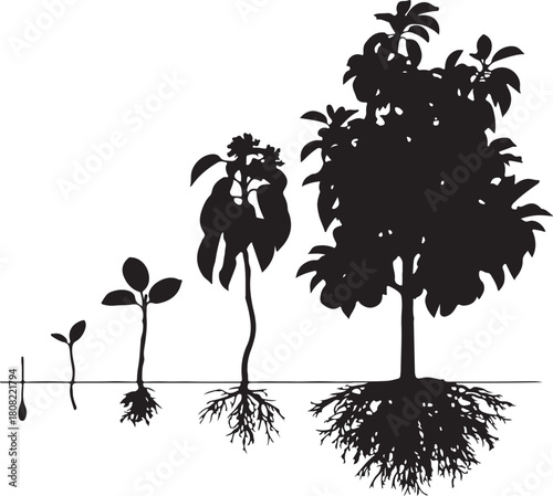 Plant growth development life cycle stages from seed to a tree