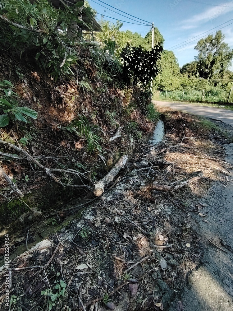 Obraz premium Roadside view showing forest growth, fallen logs, and a small water channel.