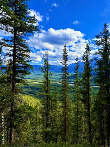 Quadro su tela Lush green forest landscape with towering pine trees under a bright blue sky fil
