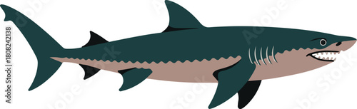 Great white shark vector animal swimming left with open mouth showing sharp teeth isolated on black