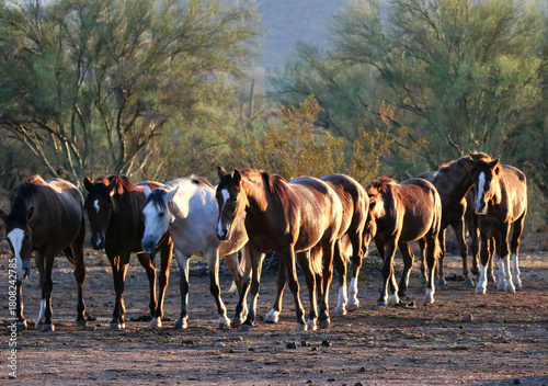 Band of Wild Horses in Desert