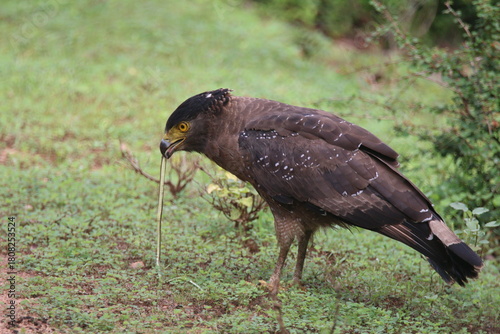 Crested Serpent Eagle (Spilornis cheela)
