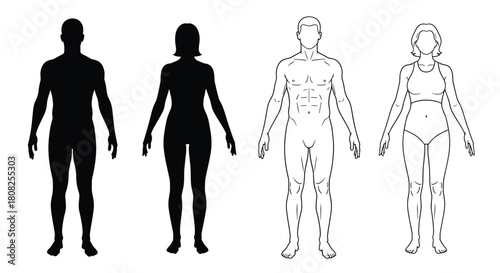 Male and female body set, man and woman silhouettes, human figure outlines, anatomy chart, muscular male and female line art, vector illustration, isolated.