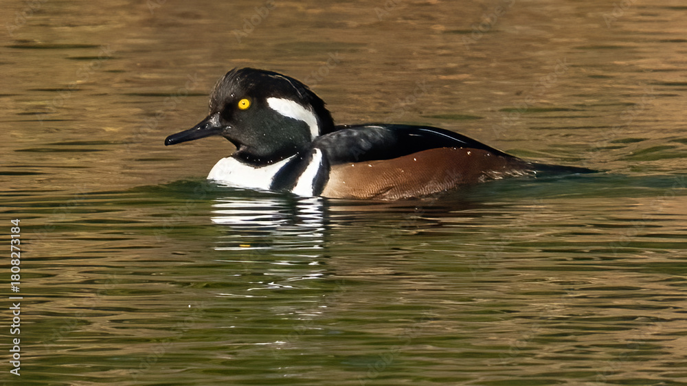 Fototapeta premium Hooded Merganser in the pond