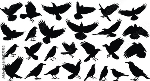 Vector collection of black crow silhouettes, flying raven birds for Halloween decoration, spooky animal graphics, nature design elements, standing rook illustrations, isolated white background set