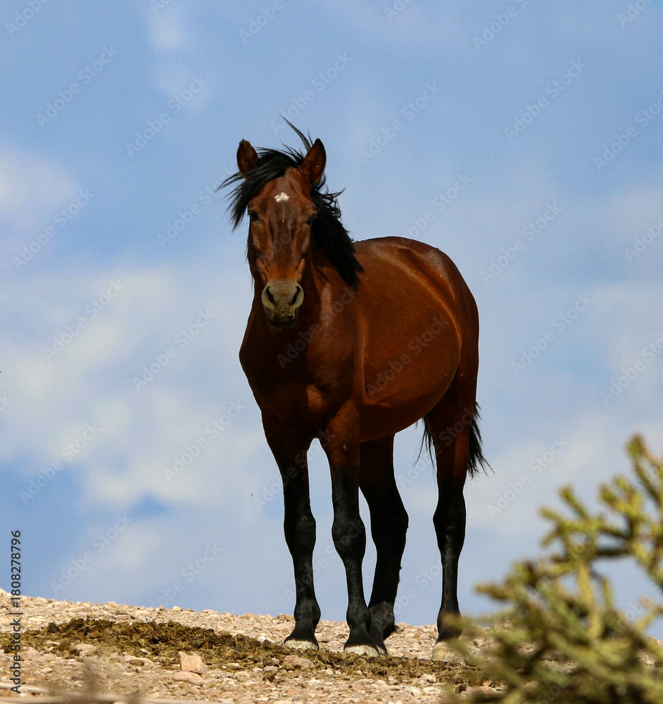 Obraz premium Wild Stallion on the Hill