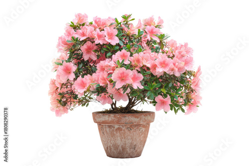 Pink azalea bonsai in terracotta pot (3)
