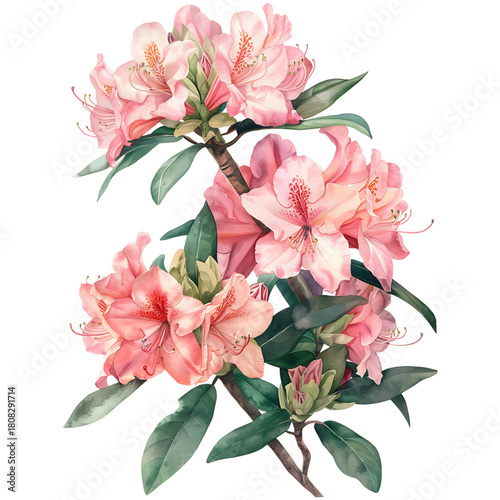 Fototapeta Naklejka Na Ścianę i Meble -  Watercolor Pink Rhododendron Flowers and Green Leaves on transparent background