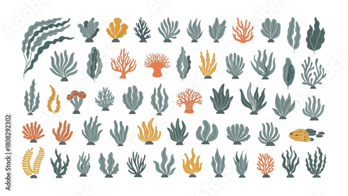 Diverse Collection of Vibrant Marine Algae, Seaweed, and Coral Illustrations for Ocean-Themed Designs