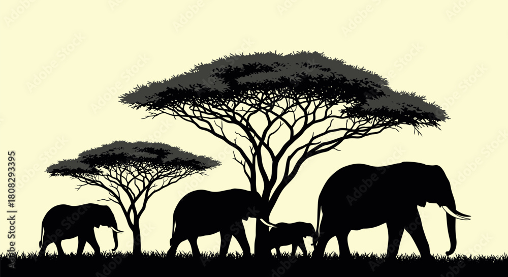 Obraz premium African elephants silhouettes: The iconic African elephants travel under the African savanna trees, a timeless display of nature's beauty and the resilience of life in the wild. 