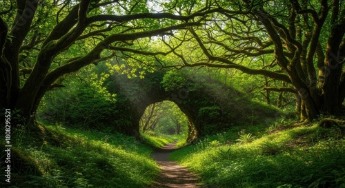 Enchanting Forest Archway Bathed in Sunlight, Woods, Ancient trees, Natural arch