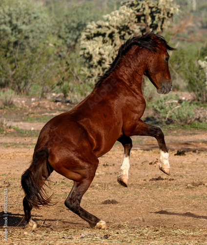 Wild Stallion in the Desert
