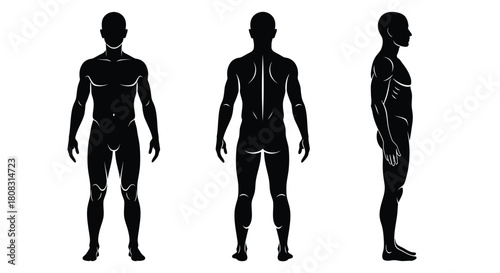Human body anatomy silhouette front back side view vector illustration