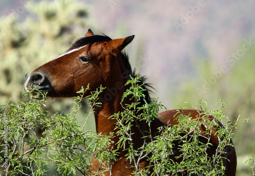 Wild Horse in the Desert 