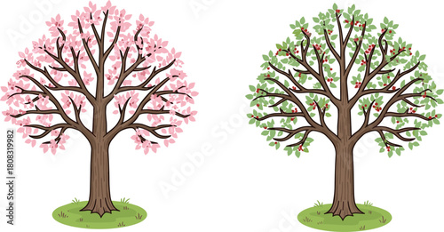 Blooming pink spring tree and green summer fruit tree vector illustration set isolated on white