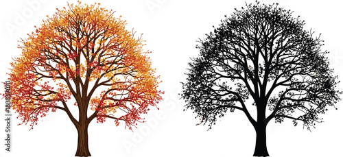Detailed autumn tree with colorful orange foliage and black silhouette set, vector illustration, white background