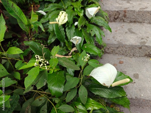 Tropical Green Leaves Closeup View