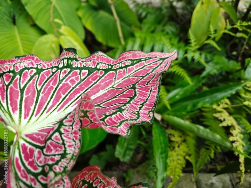 Tropical Green Leaves Closeup View