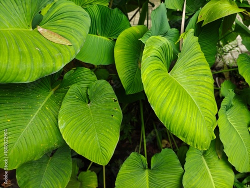 Tropical Green Leaves Closeup View